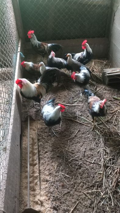 7 Garnizés machos e 2 fêmeas  deste ano