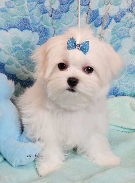 Maltańczyk śliczny piesek FCI.