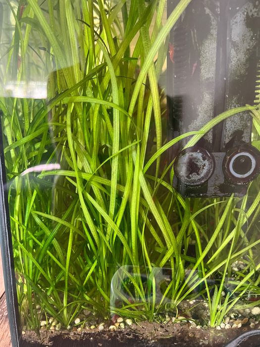 Trawa akwariowa vallisneria spiralis