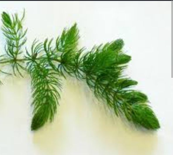 Рибки Гуппі різних порід