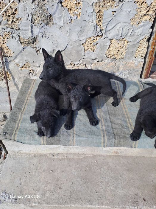 Вівчарки чистокровни чорни короткошерсни