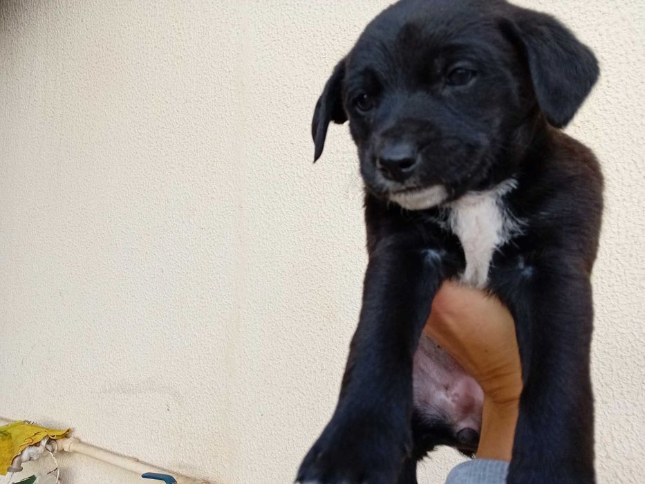 Dá-se 3 cadelinhas bebes urgente