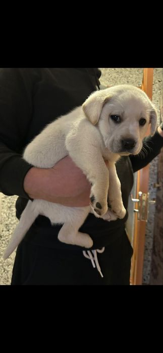 Хлопчик з документами