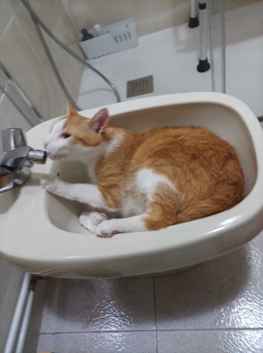 CASTRADO | Gato procura URGENTEMENTE Família de Acolhimento Definitivo