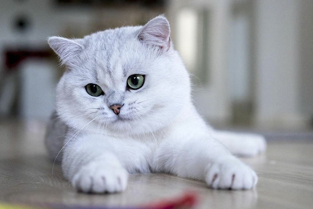 Британські кошенята