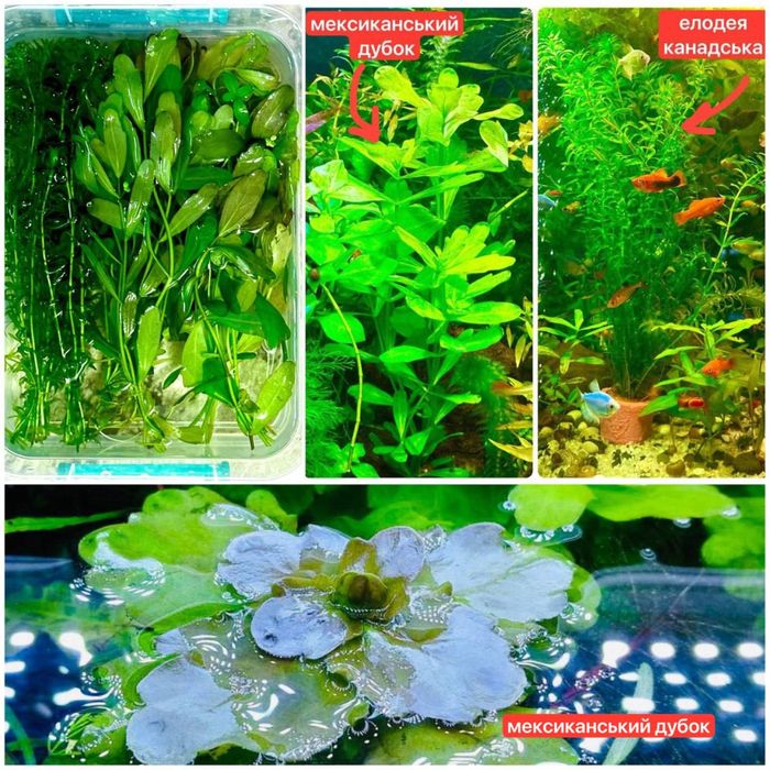 Акваріумні рослини, рибки, креветки,равлики.Аквариумные растения,рыбки