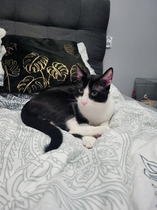 Kot Billy szuka domu