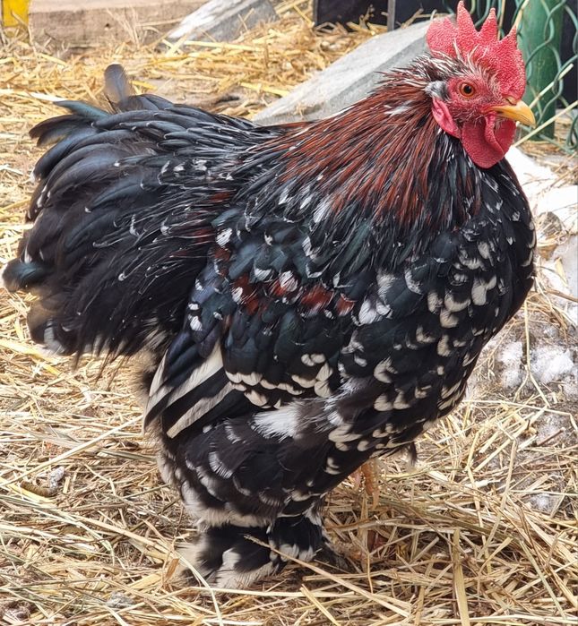 Młode koguty z 2025