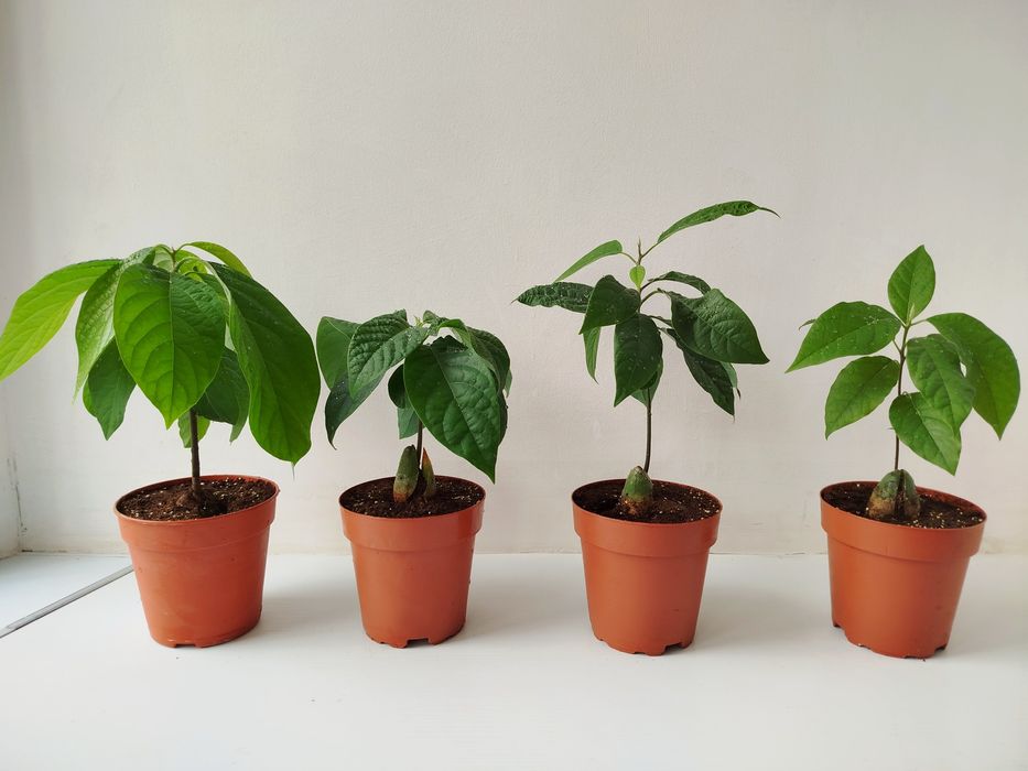 Авокадо с горшком ростки из косточки подвой под прививку декоративные