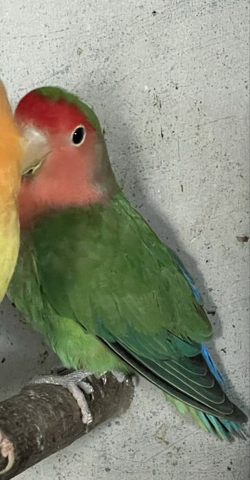 Agaponis rosseicollis macho adulto