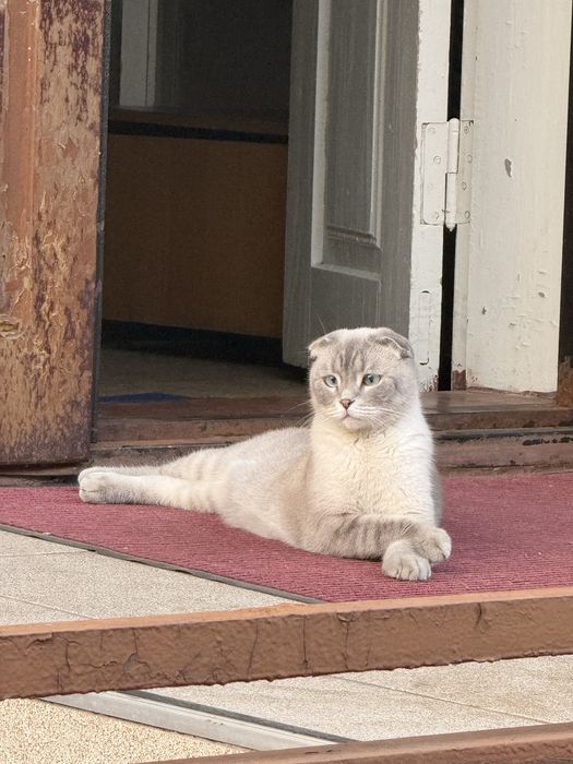 Котики породисті шукають родину
