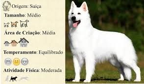 Cachorro Pastor Branco suíço