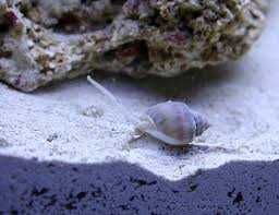 Ermitas, turbos, nassarius equipes limpeza aquario