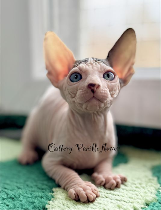 Сфинкс  мальчик красавчик