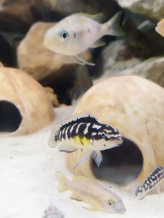 Julidochromis transcriptus kissi tanganika