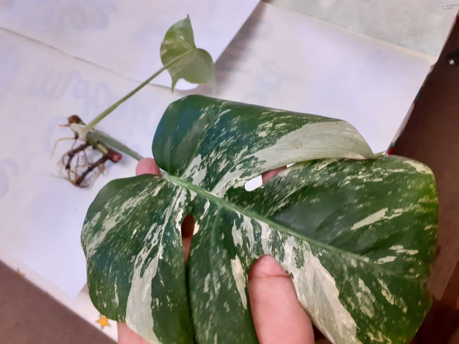 Pędówka z BIAŁA Monstera Variegata do sadzenia w doniczkę