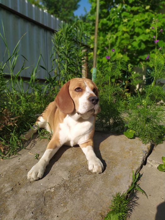 Бігль в'язка! Київ,Хмельницький ,Чернівці , Кам'янець Подільський