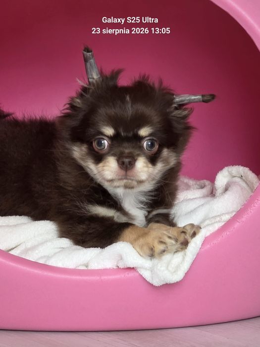 Chihuahua piesek długowłosy