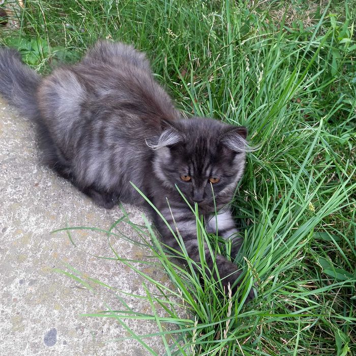 Віддам кошенят у добрі руки