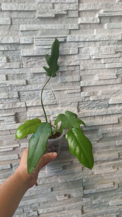 Продам красивый набор филодендронов либо по отдельности)!