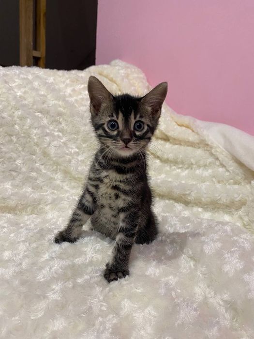 Ексклюзивний вугільний бенгал