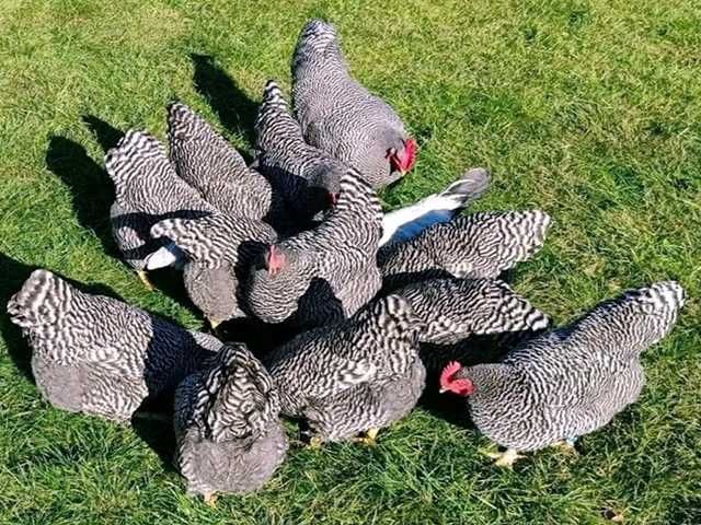 Яйце на інкубацію, курчата, Амрокс.