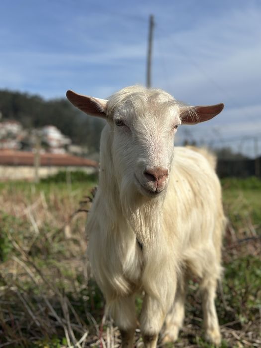 Cabrito adulto lindo