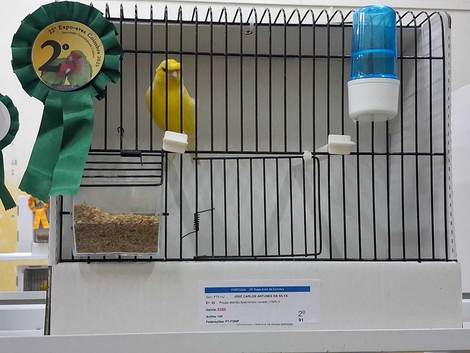 Canários vermelhos, vermelhos asa branca, poupas alemães vermelhos, brancos, arlequim Português e amarelos