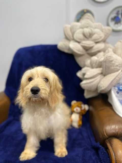 Sprzedam pięknego cockapoo