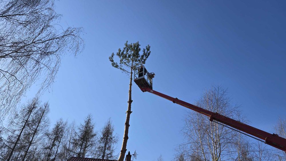 Wycinka drzew , Wycinki drzew, Przycinanie,Pielęgnacja Zieleni