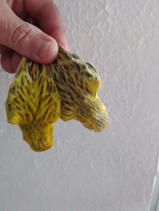 Kanarki topaz żółty