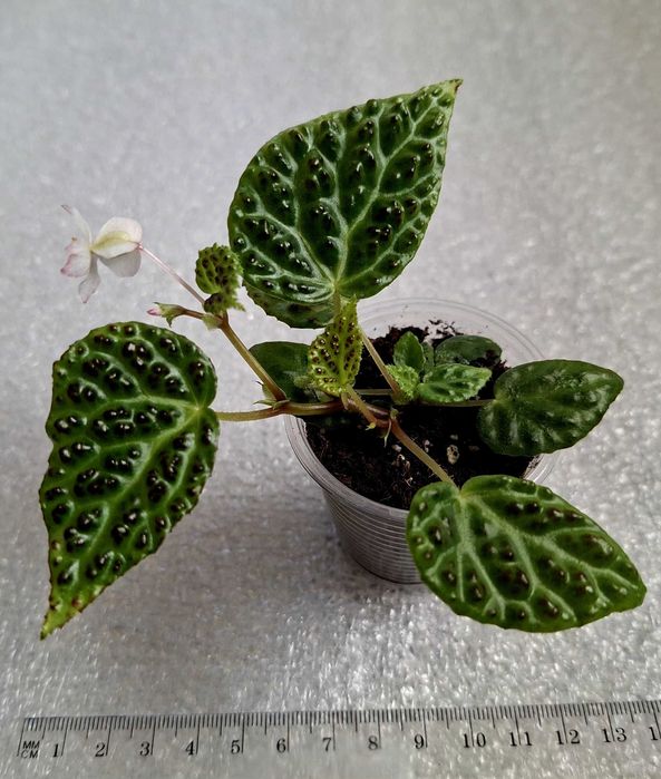 Бегонія Дракопельта (begonia dracopelta). Дітка
