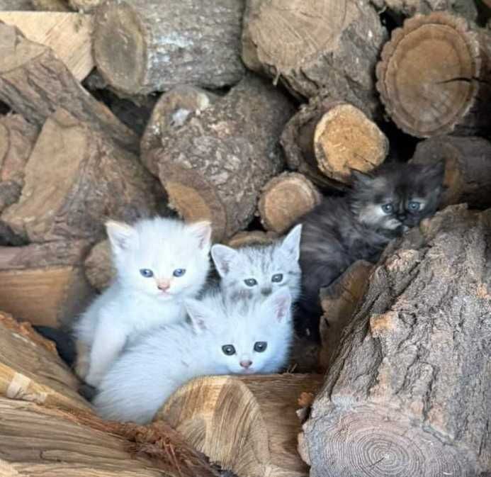 Котенятка в добрі руки