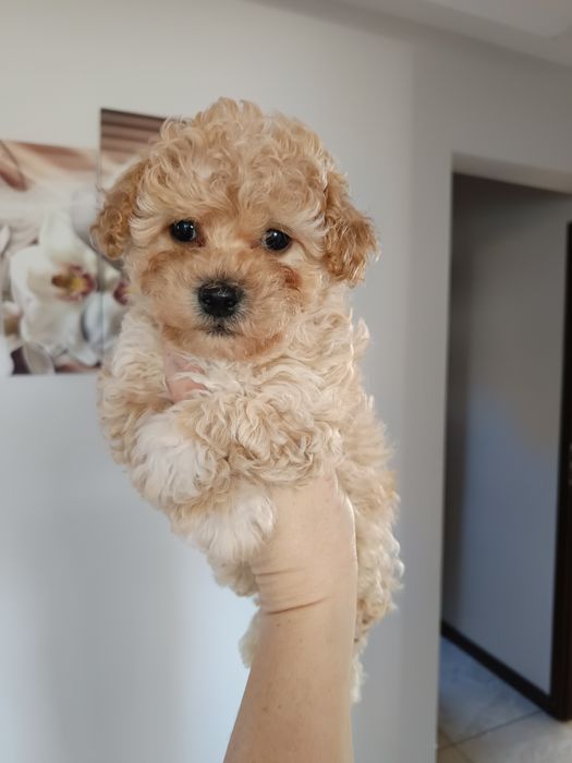 Maltipoo przeuroczy piesek