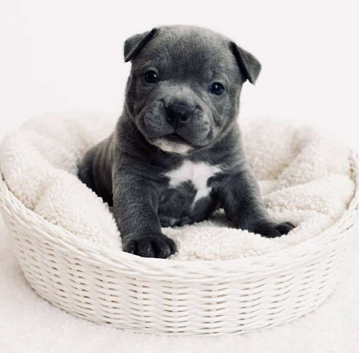 Piesek American Bully Pocket ABKC