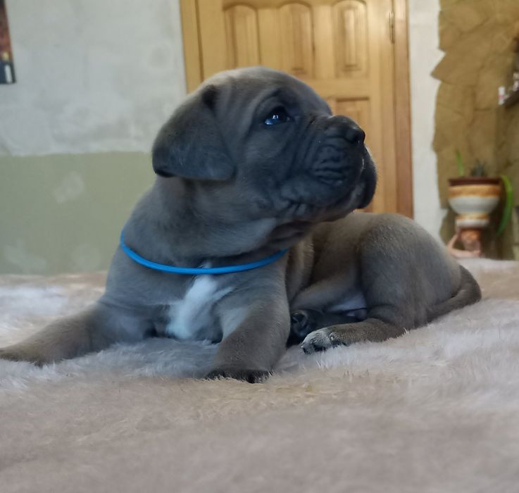 Девочки и мальчики кане корсо!