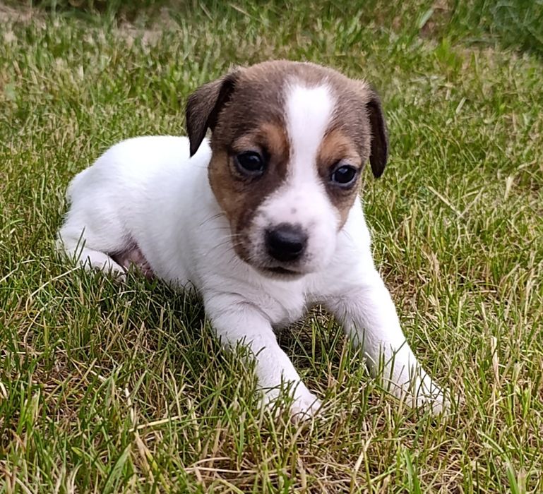 Jack Russell terrier suczka