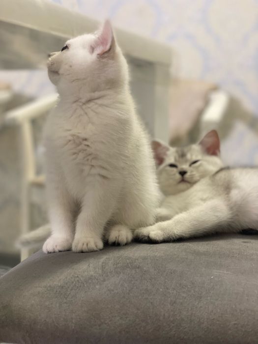 Серебристая шиншилла