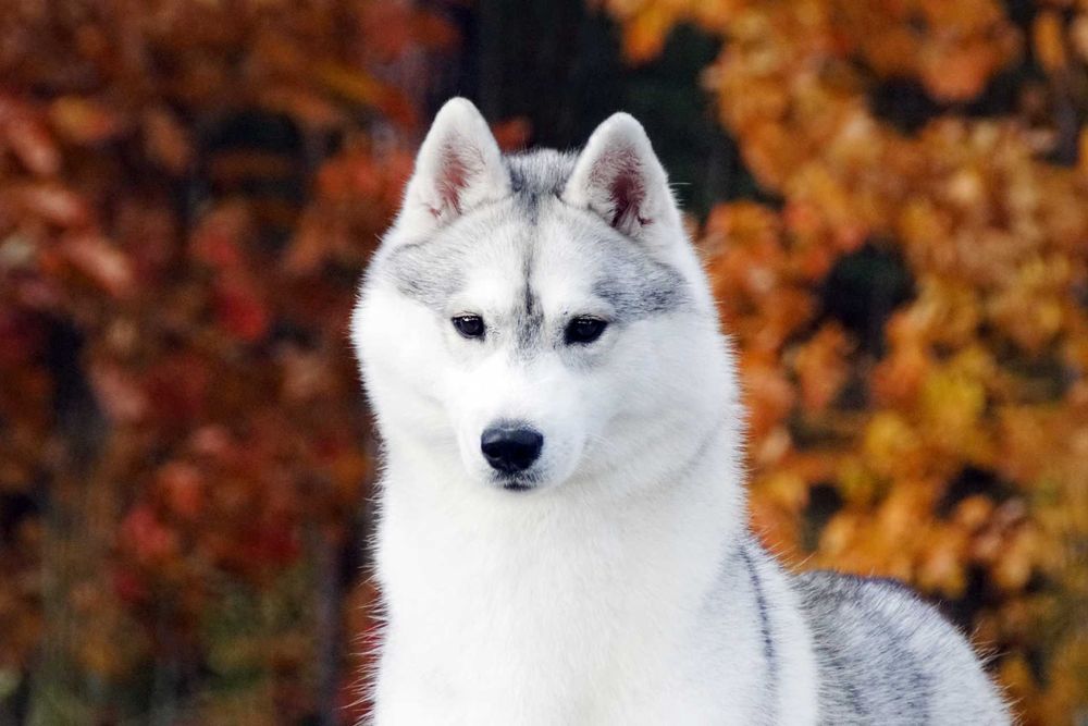 Szczenię husky ZKwP FCI haski