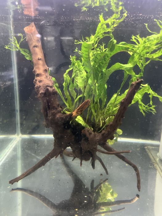 Korzen mangrowca do akwarium z microsorium i anubiasem