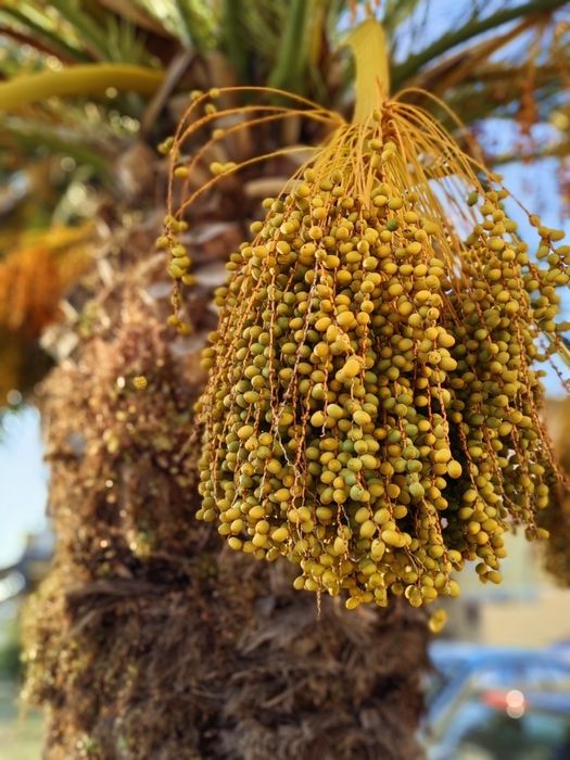 Telefon Huawei Nova 11 Pro w doskonałym stanie, jak nowy