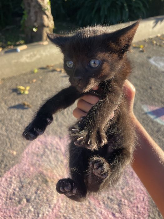 Oferta de gatinhos para adoção