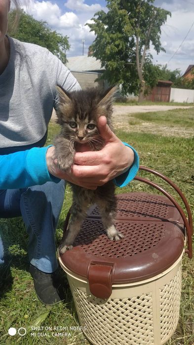 Котята в добрі руки