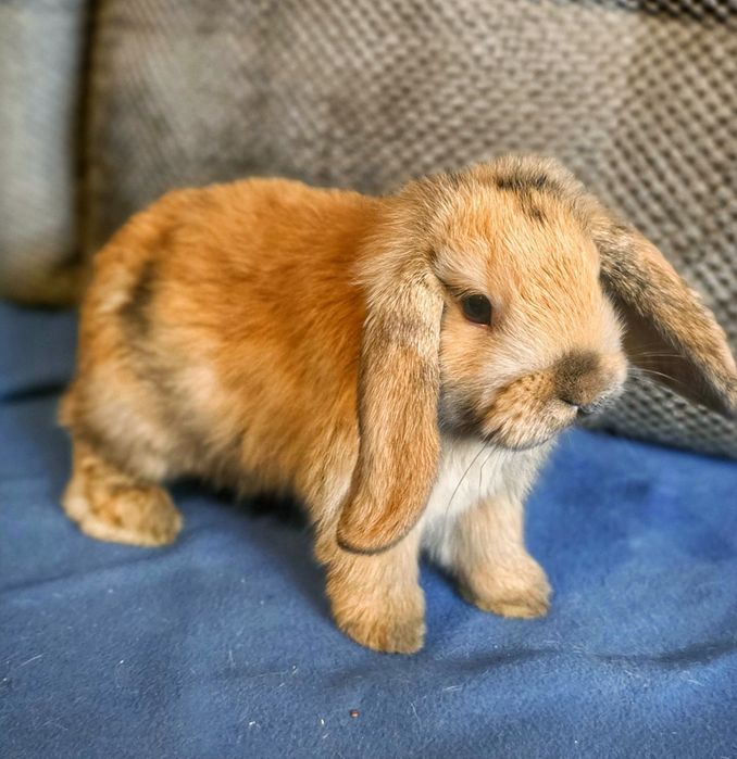 Królik baranek mini lop