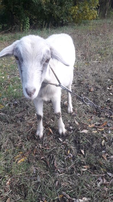 Продам кітну козичку