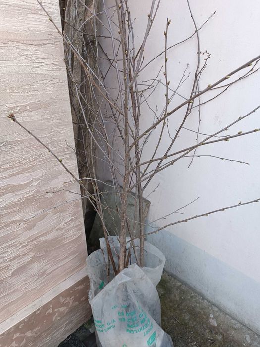 Саженцы сливы "Медовая" (от корня 50 летнего дерева) Мичуринский сорт