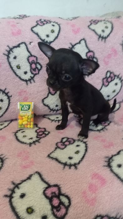 Цуценята чихуахуа міні