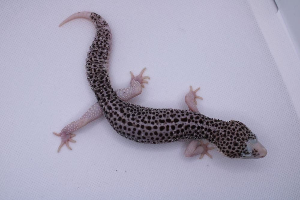 Eublefar Lamparci