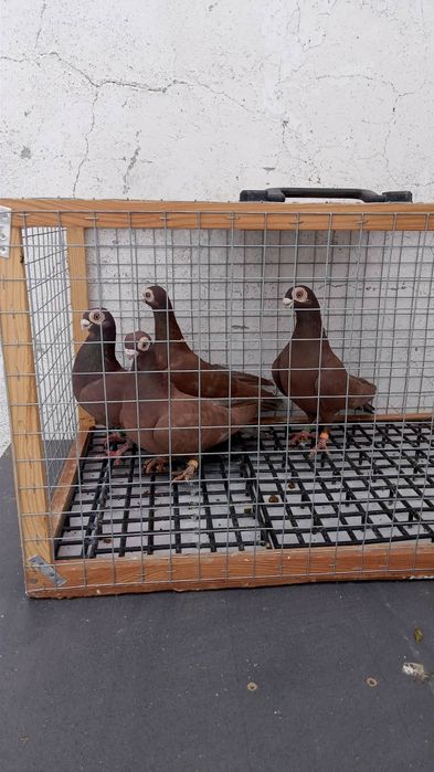 Gołębie Brodawczaki.