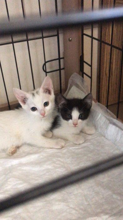 Кошенята безкоштовно